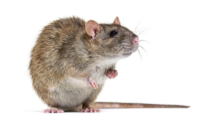 Malicious Custom GPTs Used for RAT Delivery via ChatGPT Lures